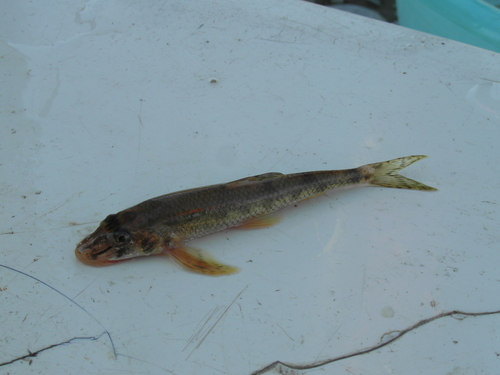 Danube gudgeon (Romanogobio uranoscopus) — Cyprinidae