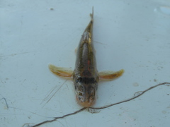 Stone Gudgeon photo 4