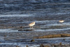 Charadrius leschenaultii