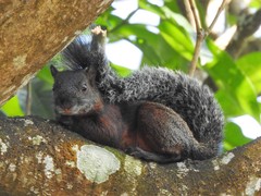 Sciurus aureogaster