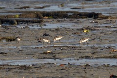 Calidris minuta