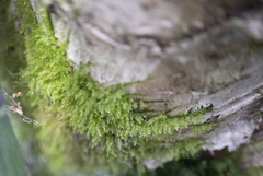 Plagiothecium laetum