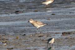 Pluvialis squatarola