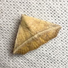 Eublemma crassiuscula