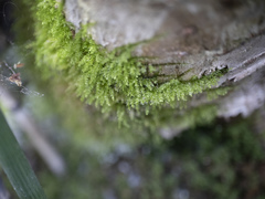 Plagiothecium laetum