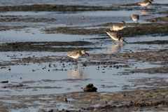 Calidris ferruginea