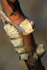 Amphibalanus salaami