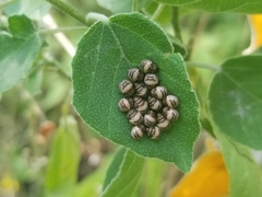 Orsilochides stictica