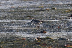 Calidris ferruginea