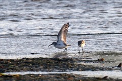 Calidris ferruginea