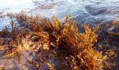 Cystoseira compressa