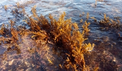 Cystoseira compressa