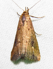Schrankia macula