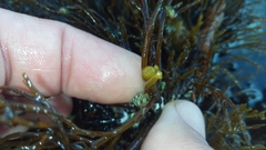 Gongolaria barbata