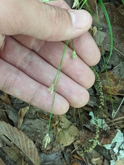 Carex floridana
