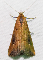 Schrankia macula