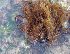 Gongolaria barbata
