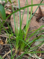 Carex floridana