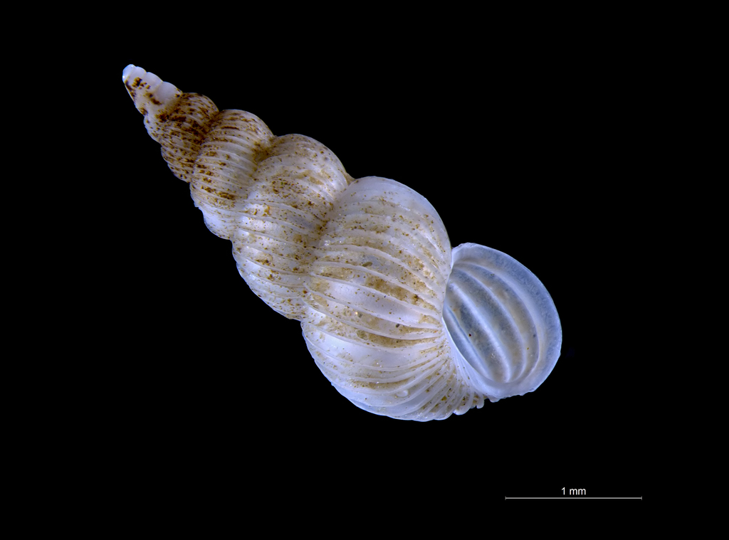 Small Wentletrap