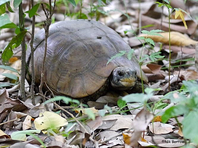 Western hinge-back tortoise from Dangme West, Ghana on April 17, 2014 ...