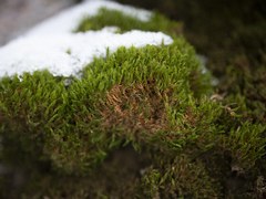 Bryoerythrophyllum recurvirostrum