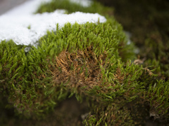 Bryoerythrophyllum recurvirostrum