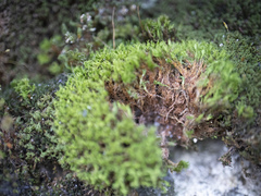 Bryoerythrophyllum recurvirostrum