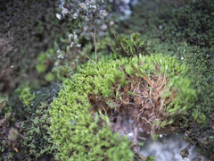 Bryoerythrophyllum recurvirostrum