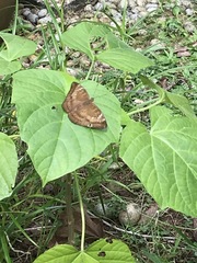 Euthalia aconthea gurda