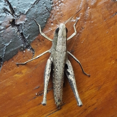 Amblytropidia robusta