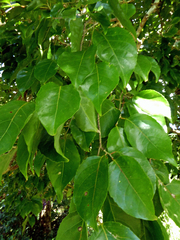 Homalium acuminatum