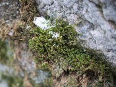 Bryoerythrophyllum recurvirostrum