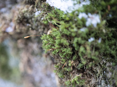 Bryoerythrophyllum recurvirostrum