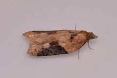 Acleris laterana