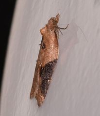 Acleris laterana