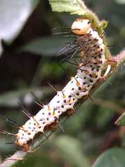 Heliconius erato phyllis