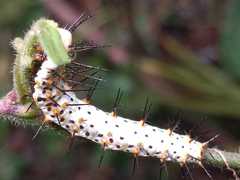 Heliconius erato phyllis