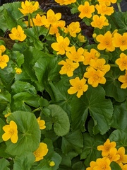 Caltha palustris