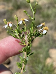 Phymaspermum parvifolium
