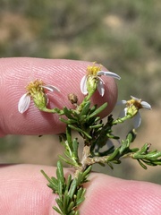 Phymaspermum parvifolium