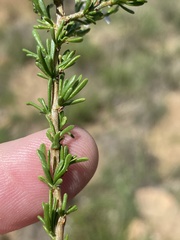 Phymaspermum parvifolium