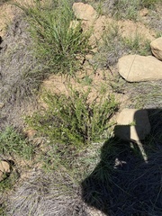 Phymaspermum parvifolium