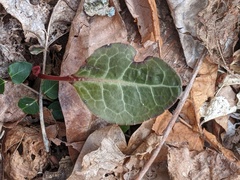 Pyrola americana
