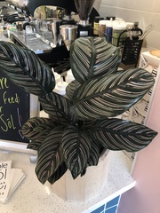 Goeppertia sanderiana