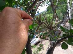 Tillandsia minutiflora