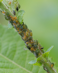 Aphis farinosa