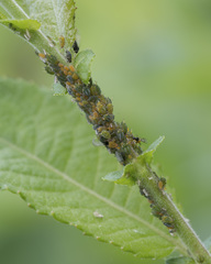 Aphis farinosa