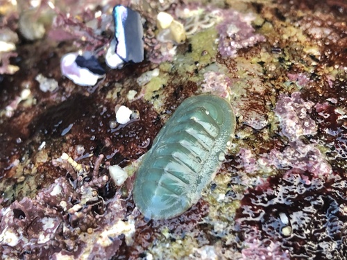 regular chiton