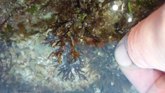 Ericaria crinita