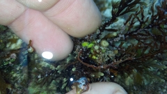Ericaria crinita